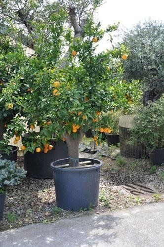 A tree in a black vase with oranges on top