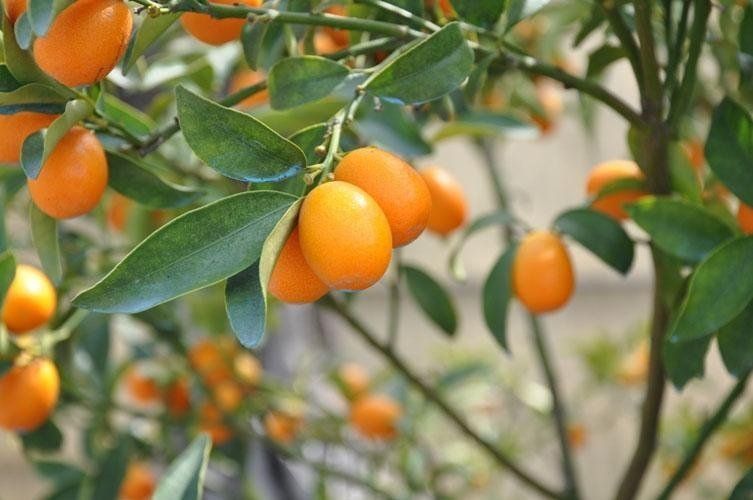 A bunch of oranges hanging from a tree branch