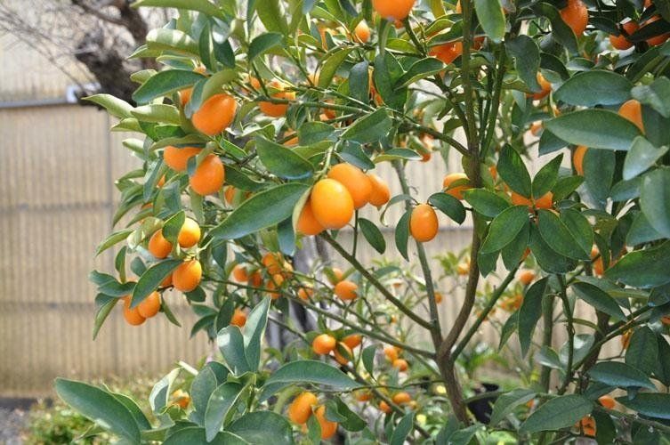 A tree on which many oranges grow