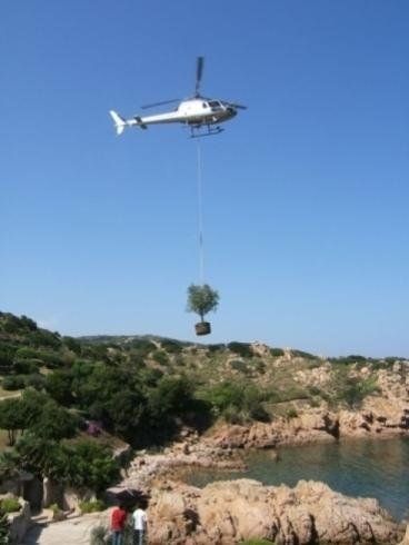 Ein Hubschrauber hebt einen Baum über ein Gewässer