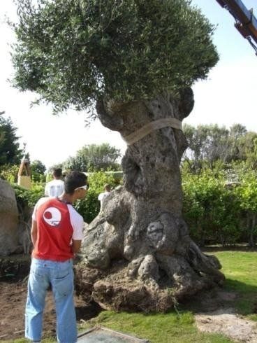 Ein Mann in einem roten Hemd steht neben einem großen Baum