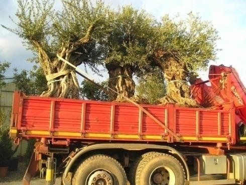 Ein roter Lastwagen mit einem großen Baum auf der Ladefläche