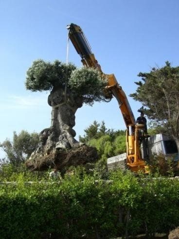 Ein großer Baum wird von einem Kran angehoben