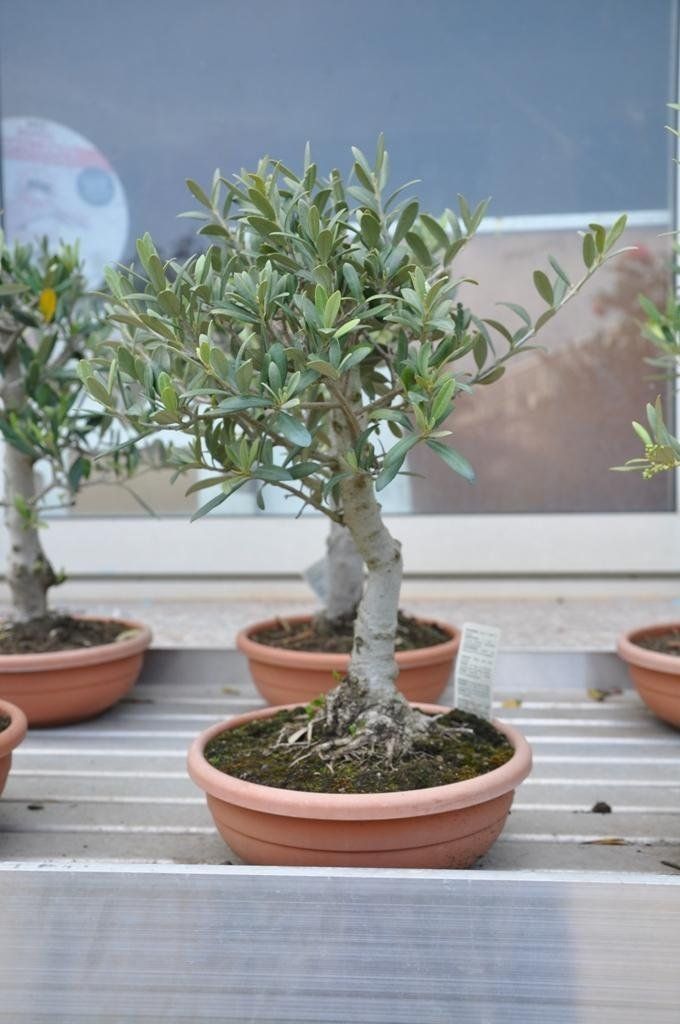 A group of pot plants is sitting on a shelf in front of a window.