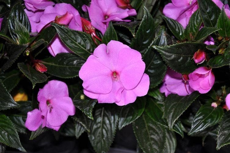 Un primo piano di fiori viola con foglie verdi
