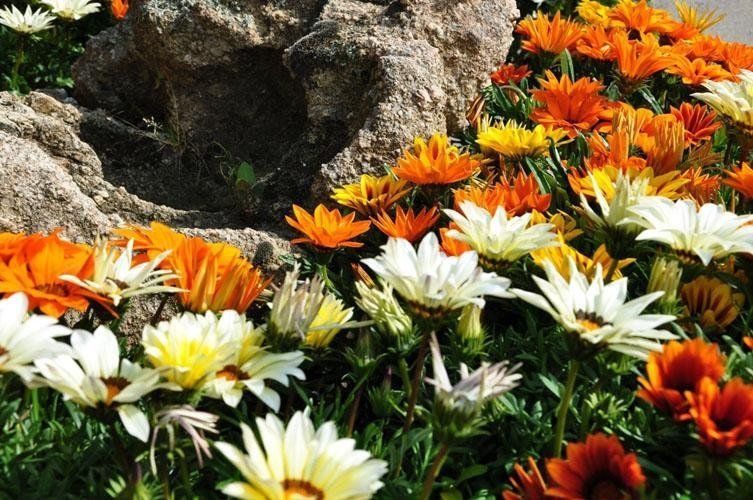 A bouquet of flowers of different colours in a garden