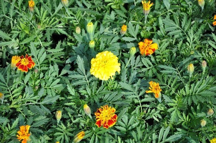 There are many different types of flowers in this garden.