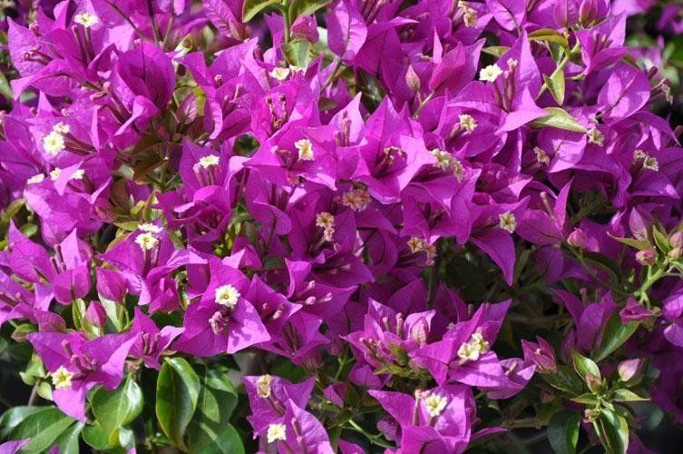 A bouquet of purple flowers grows on a bush.