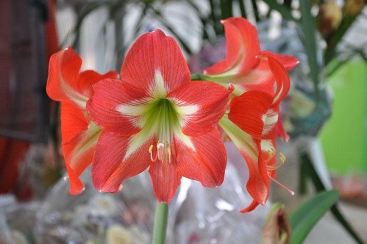 Un primo piano di un fiore rosso con un centro bianco