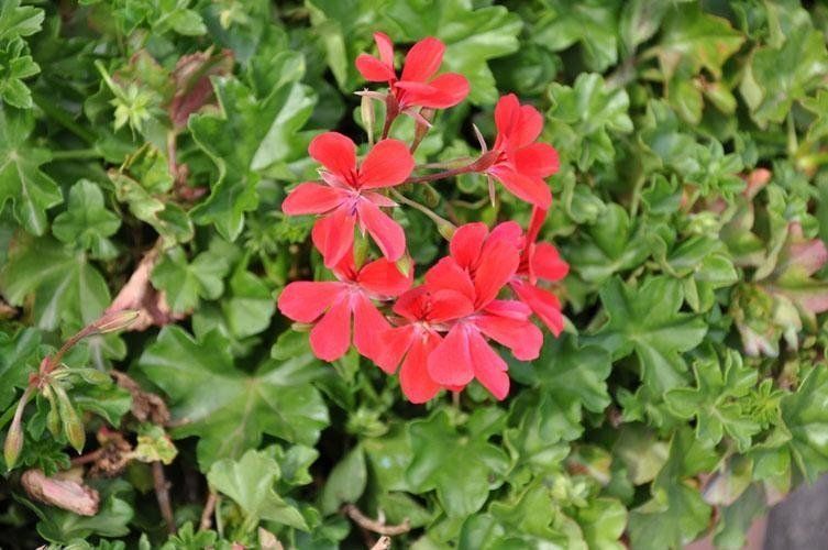 Un primo piano di un fiore rosso circondato da foglie verdi.