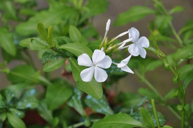 Un primo piano di una pianta con fiori bianchi e foglie verdi.