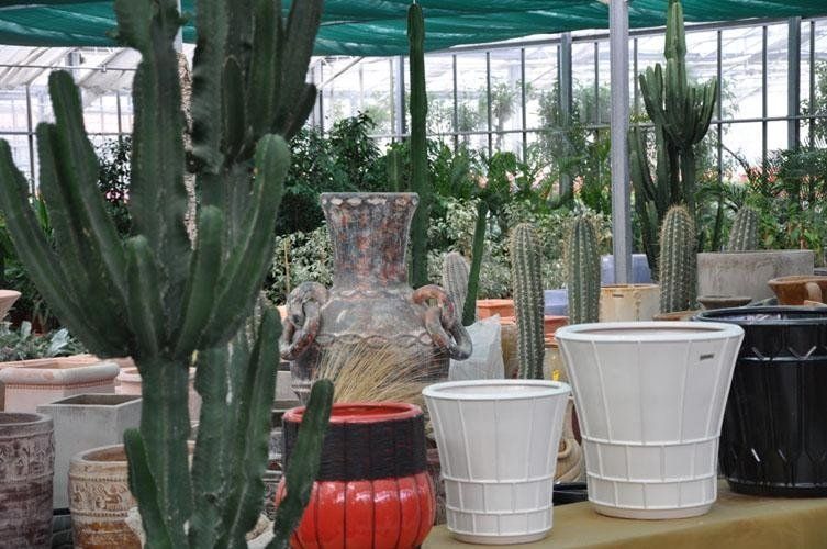 A greenhouse full of pot plants and cacti.