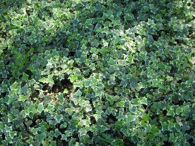 A bunch of green leaves are growing on the ground
