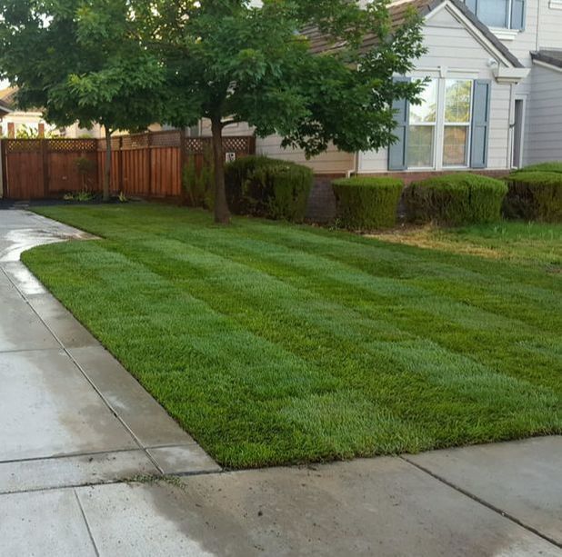 A lush green lawn in front of a house with a wooden fence.
