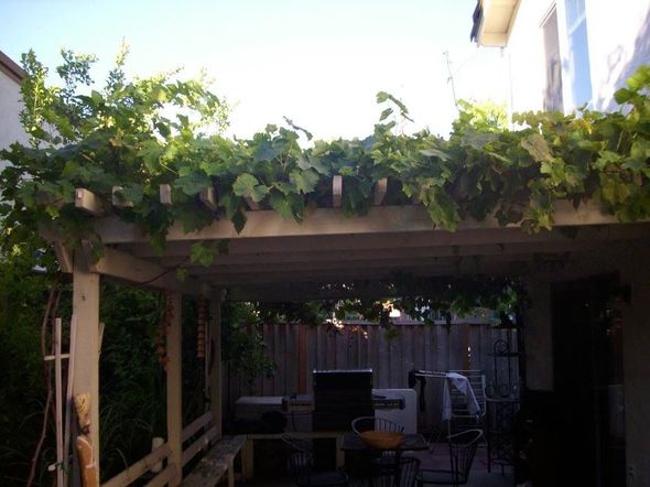 A pergola with lots of leaves growing on it