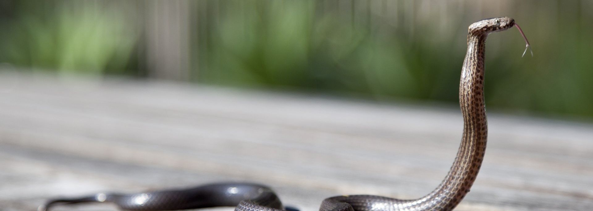 Serpente in attacco