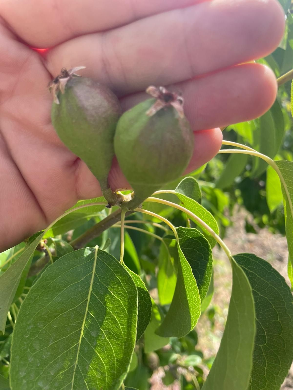 Una mano che regge due piccole pere verdi su un ramo frondoso in un frutteto.