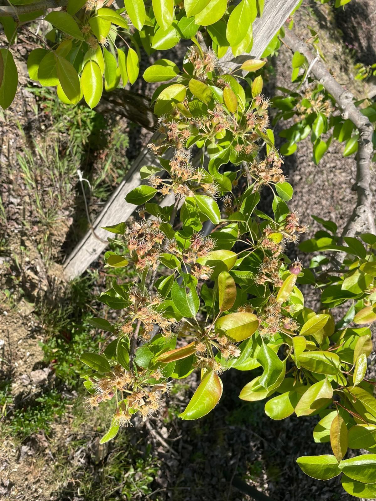 Un ramo di una pianta dalle foglie verdi con piccole gemme raggruppate di colore marrone chiaro, sullo sfondo di terra ed erba secca.