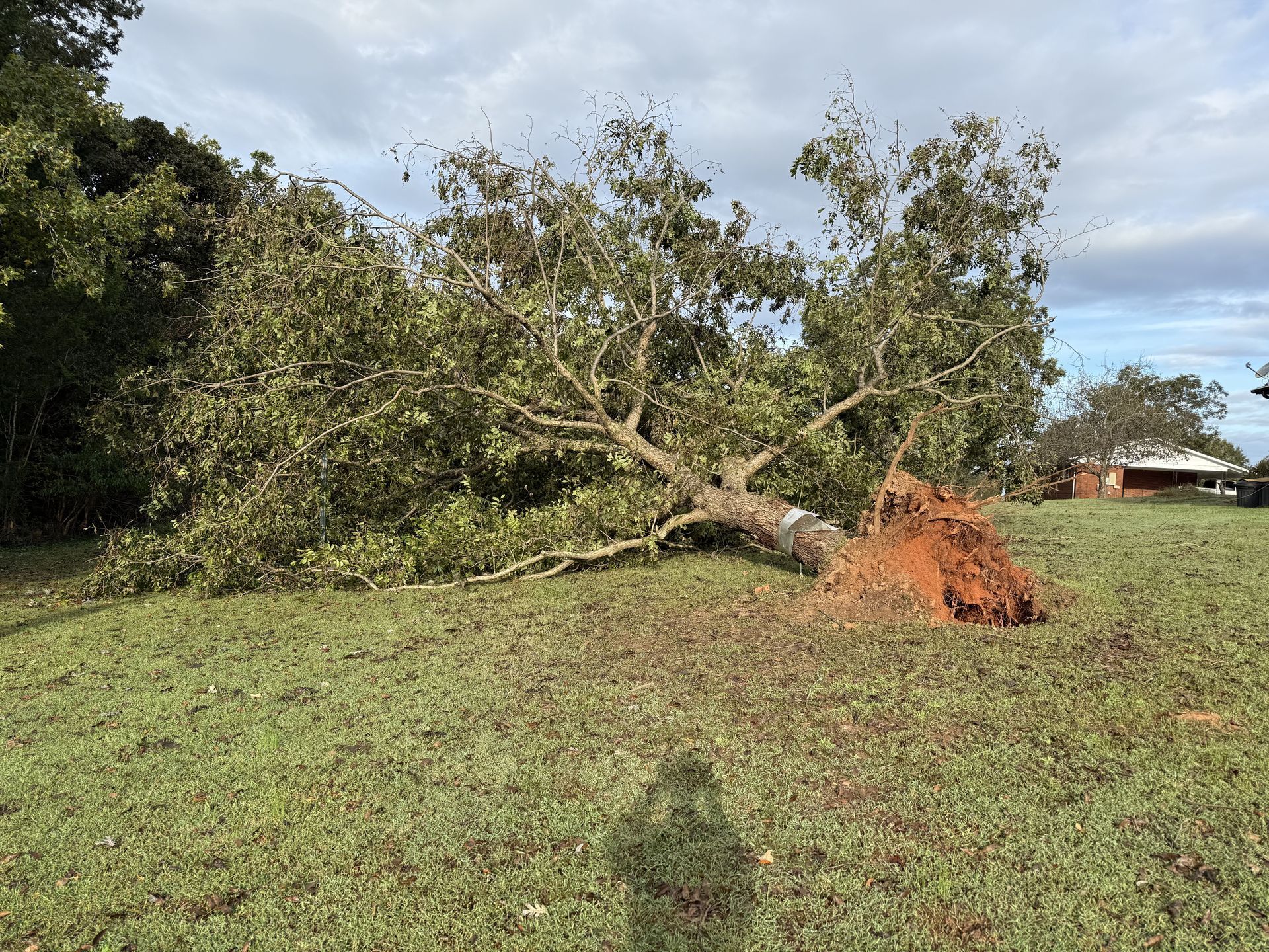 A large leafy tree lies uprooted on a grassy field, its exposed root ball caked in reddish soil.