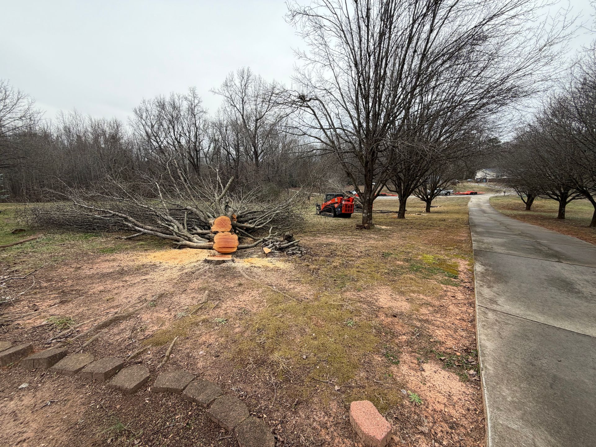 A freshly cut tree stump with sawdust in a field next to a driveway, with a red tractor visible in the background.