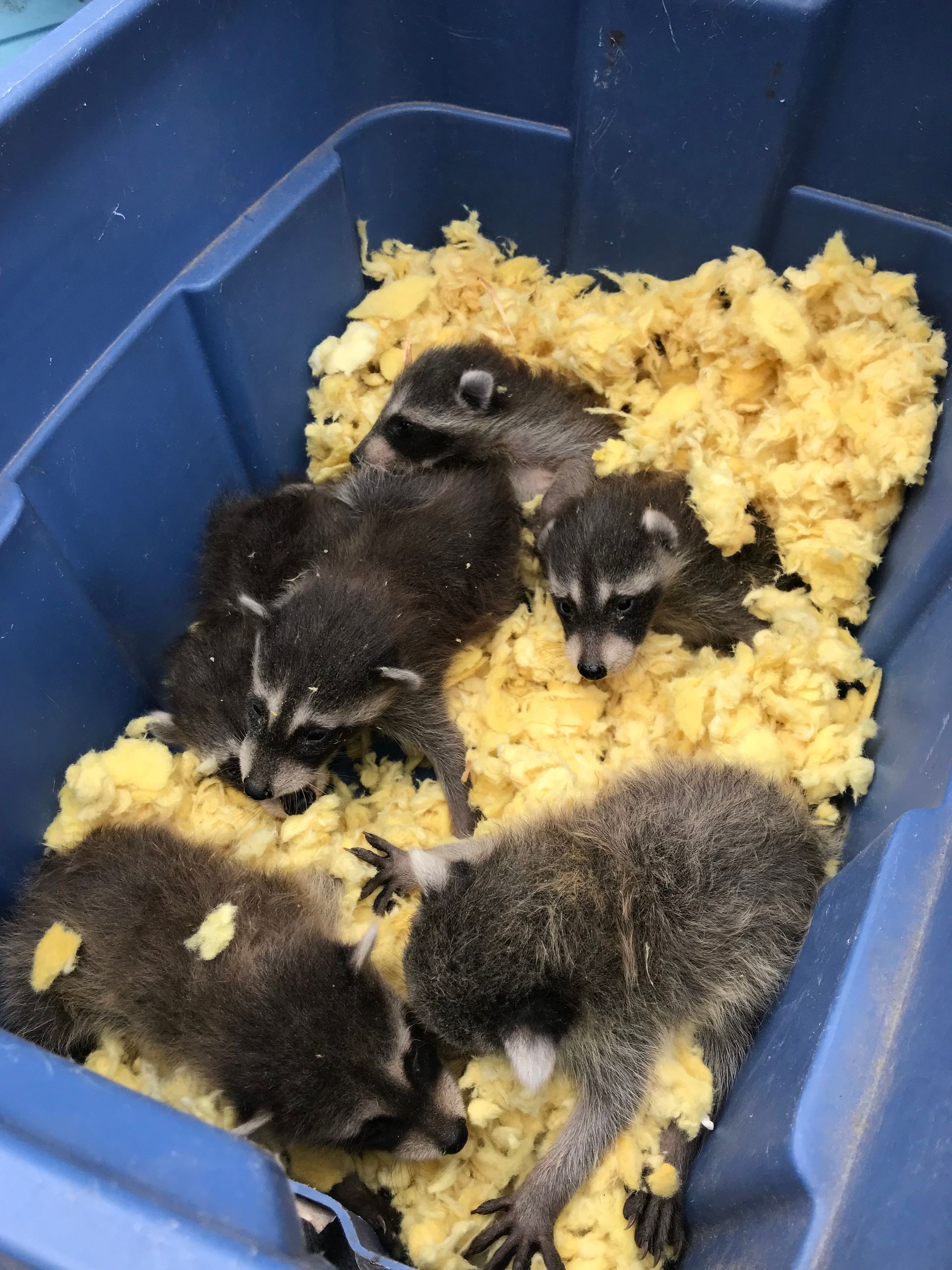 Five baby raccoons in a blue bin filled with yellow shredded bedding.