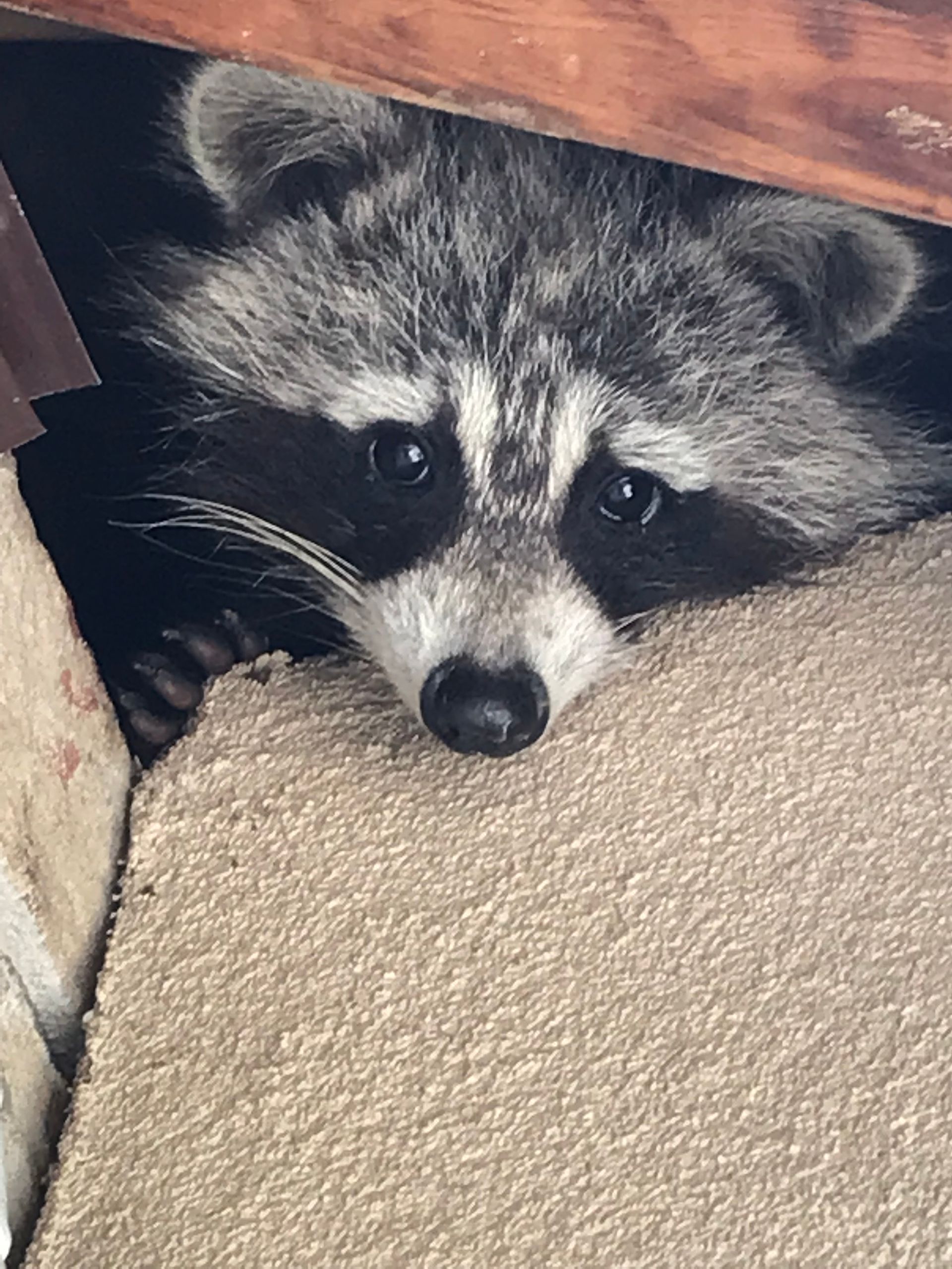 Raccoon peeks out from under a structure, resting paws on tan carpet, dark eyes looking forward.