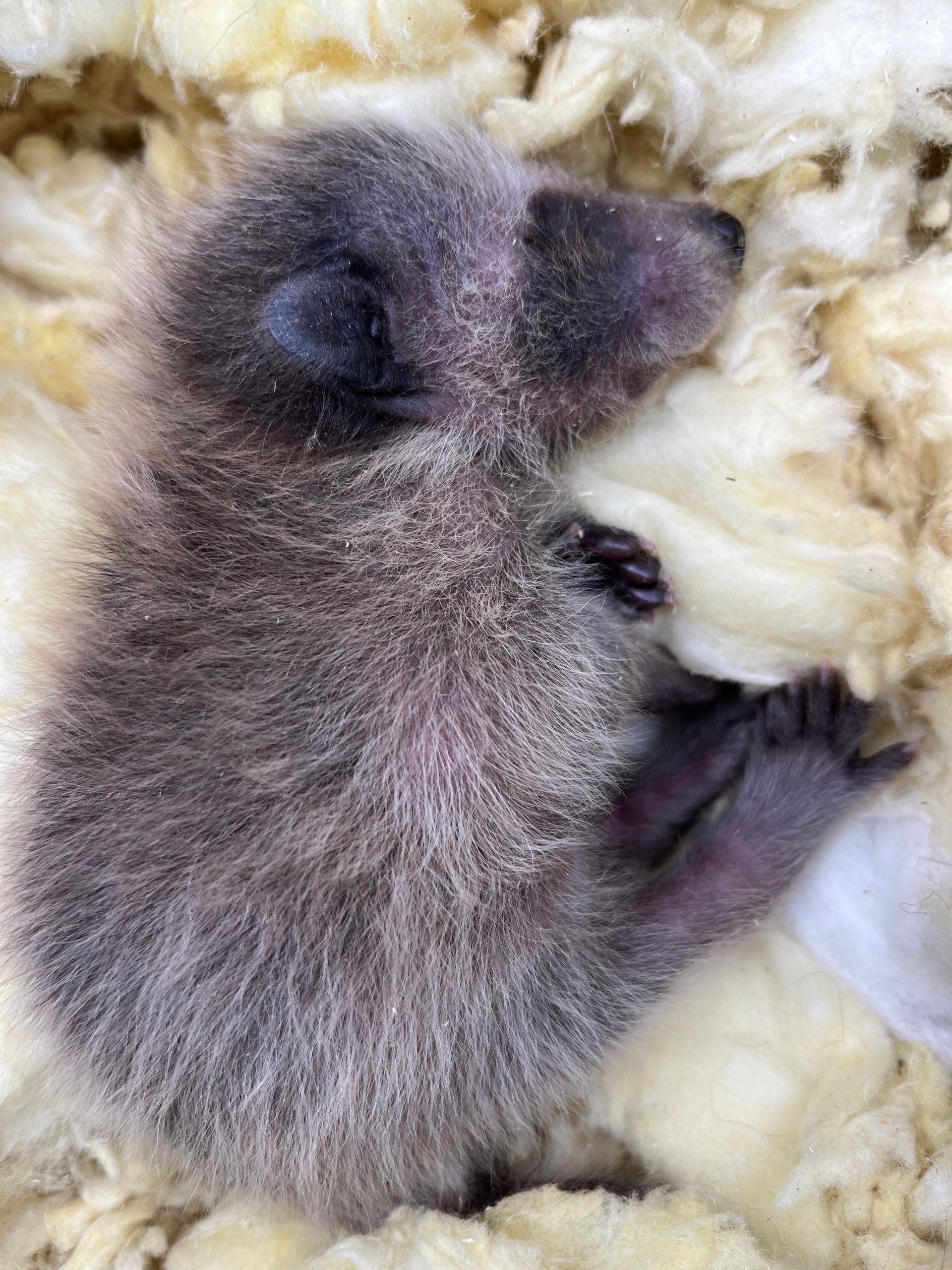 Newborn raccoon cub sleeping in a nest of wool, grey fur and pink skin visible.