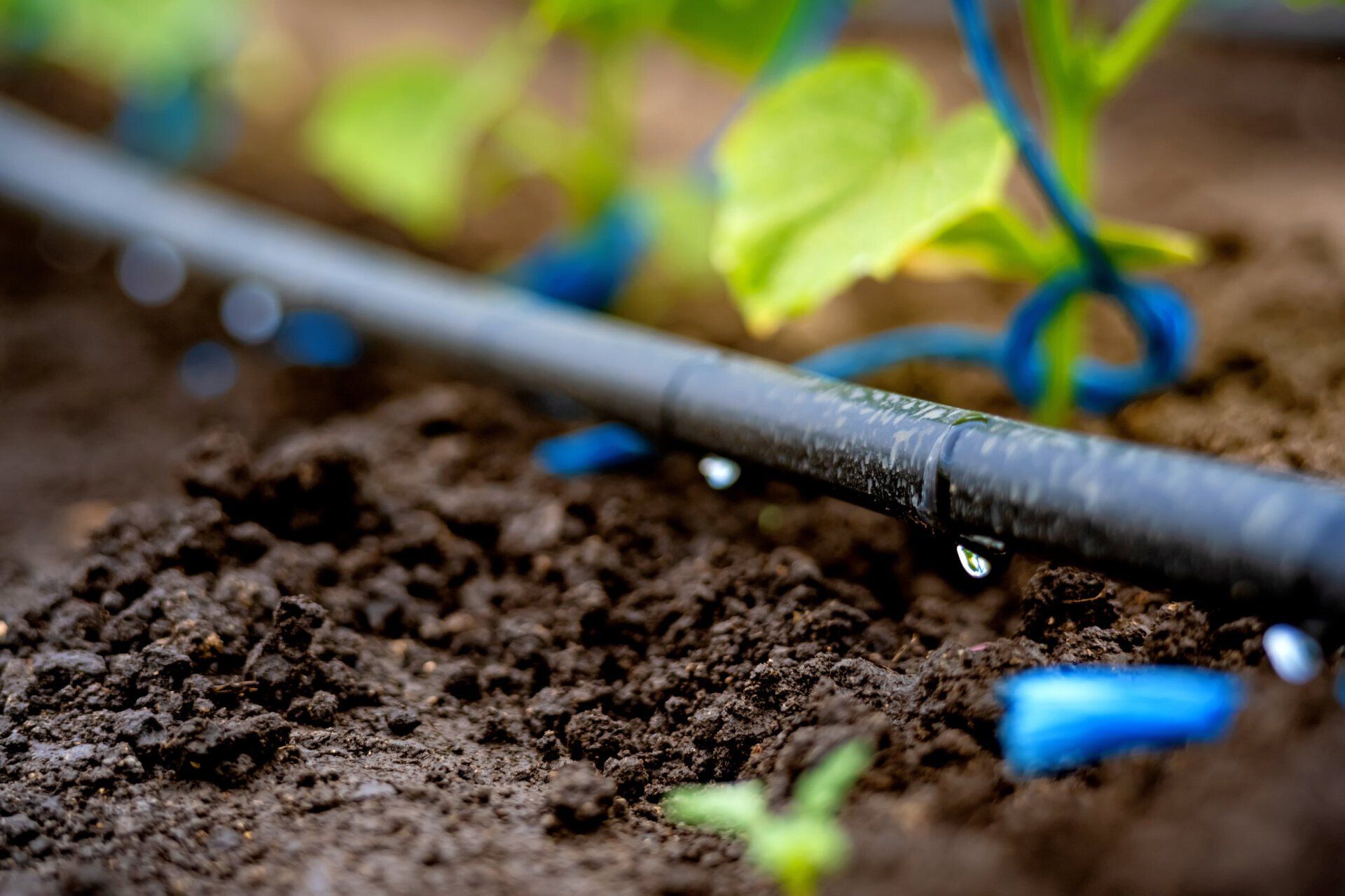 A close up of a drip irrigation system in a garden.