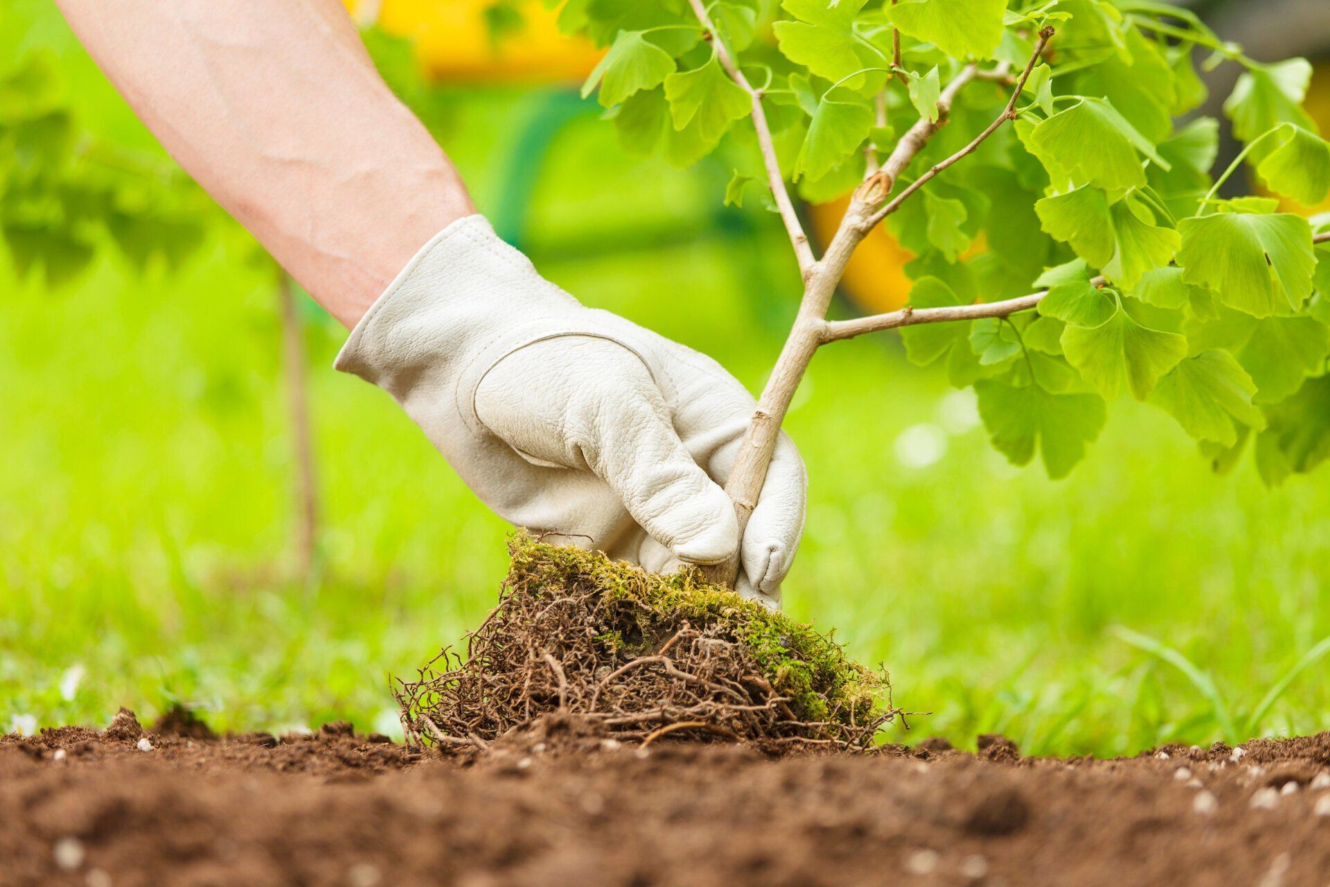 A person is planting a small tree in the ground.