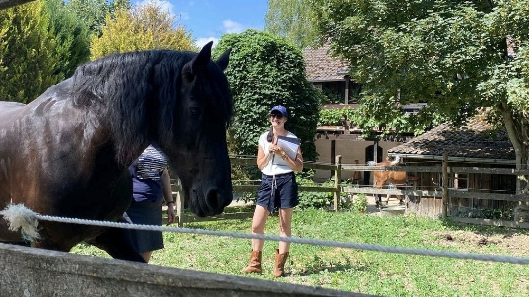 pferdegestütztes Coaching Coaching