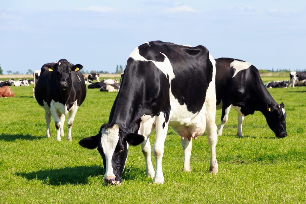 pasture sprayer