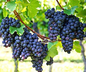 vineyard sprayer