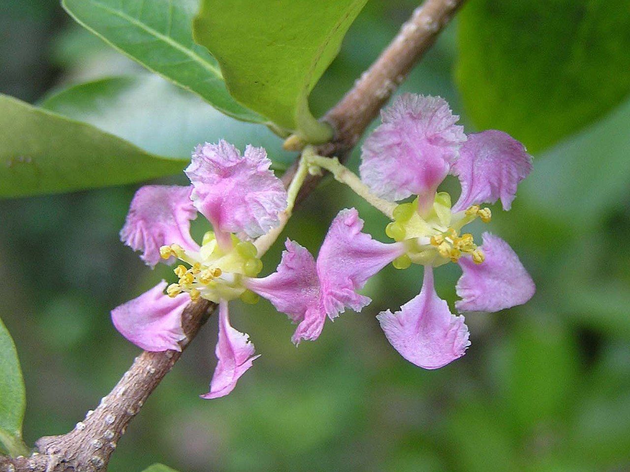 Barbados-cherry-shrub