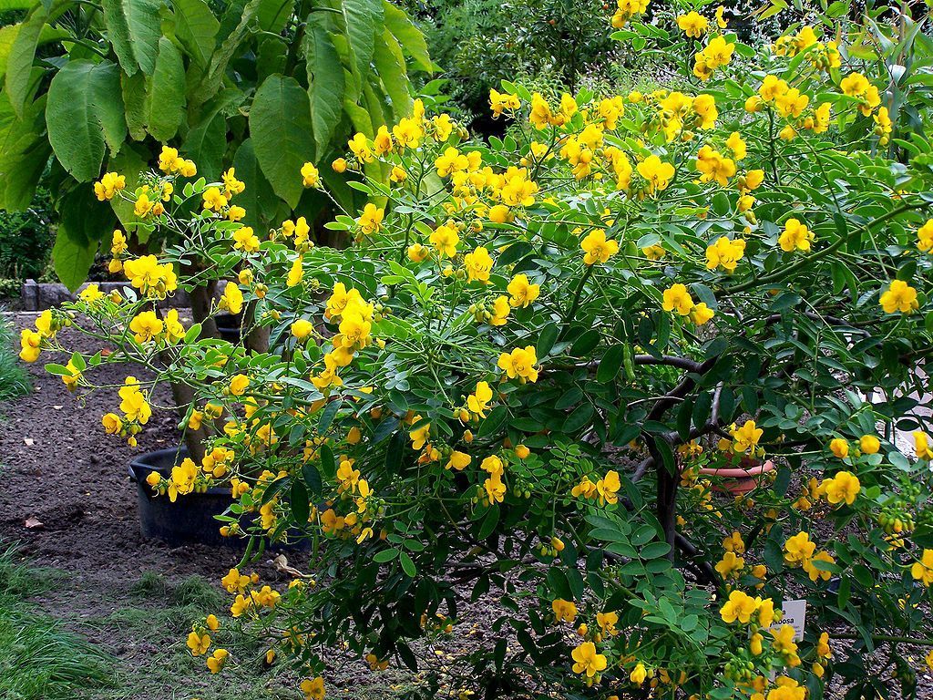 flowering-senna