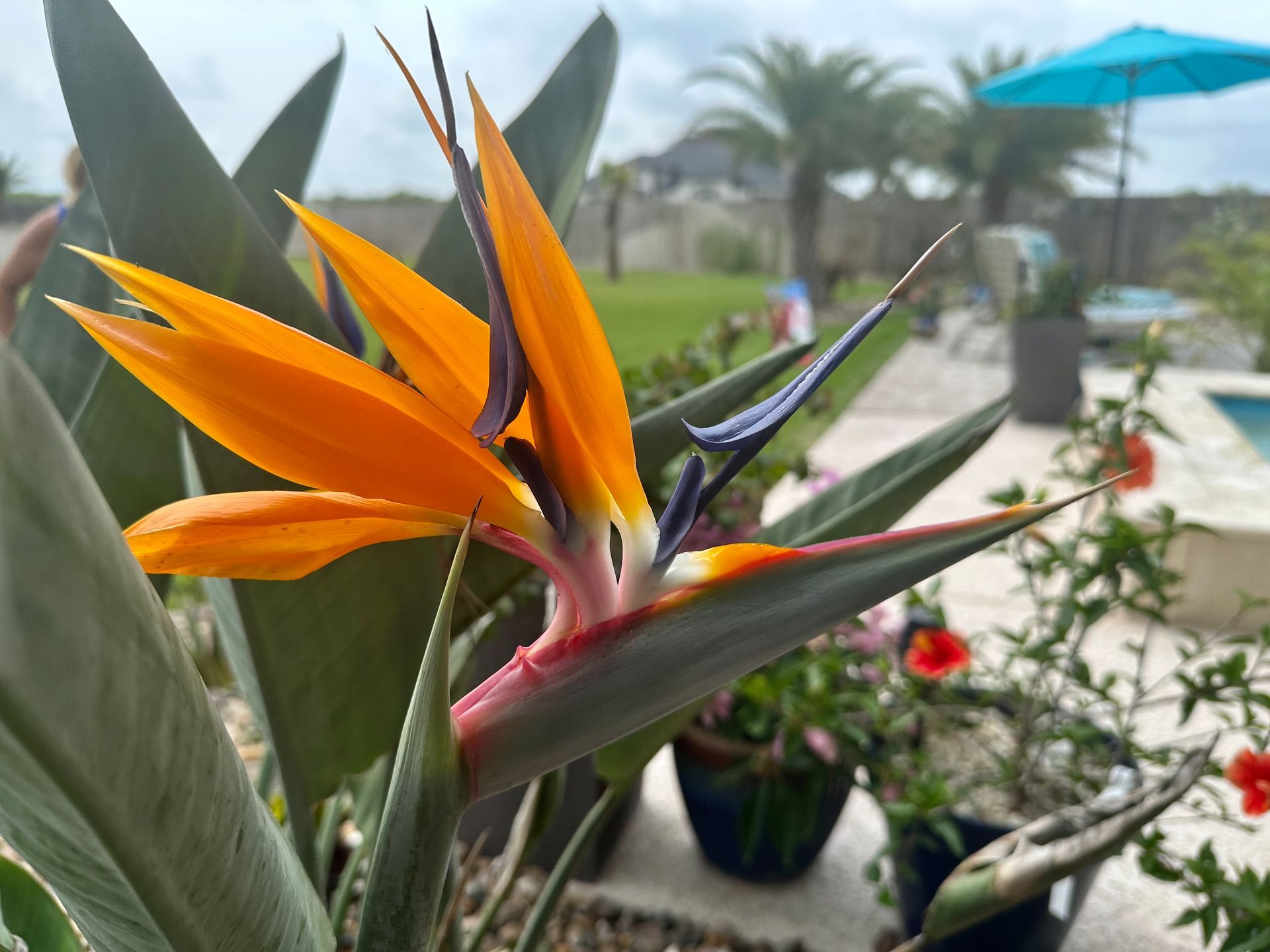 A bird of paradise flower with a blue umbrella in the background