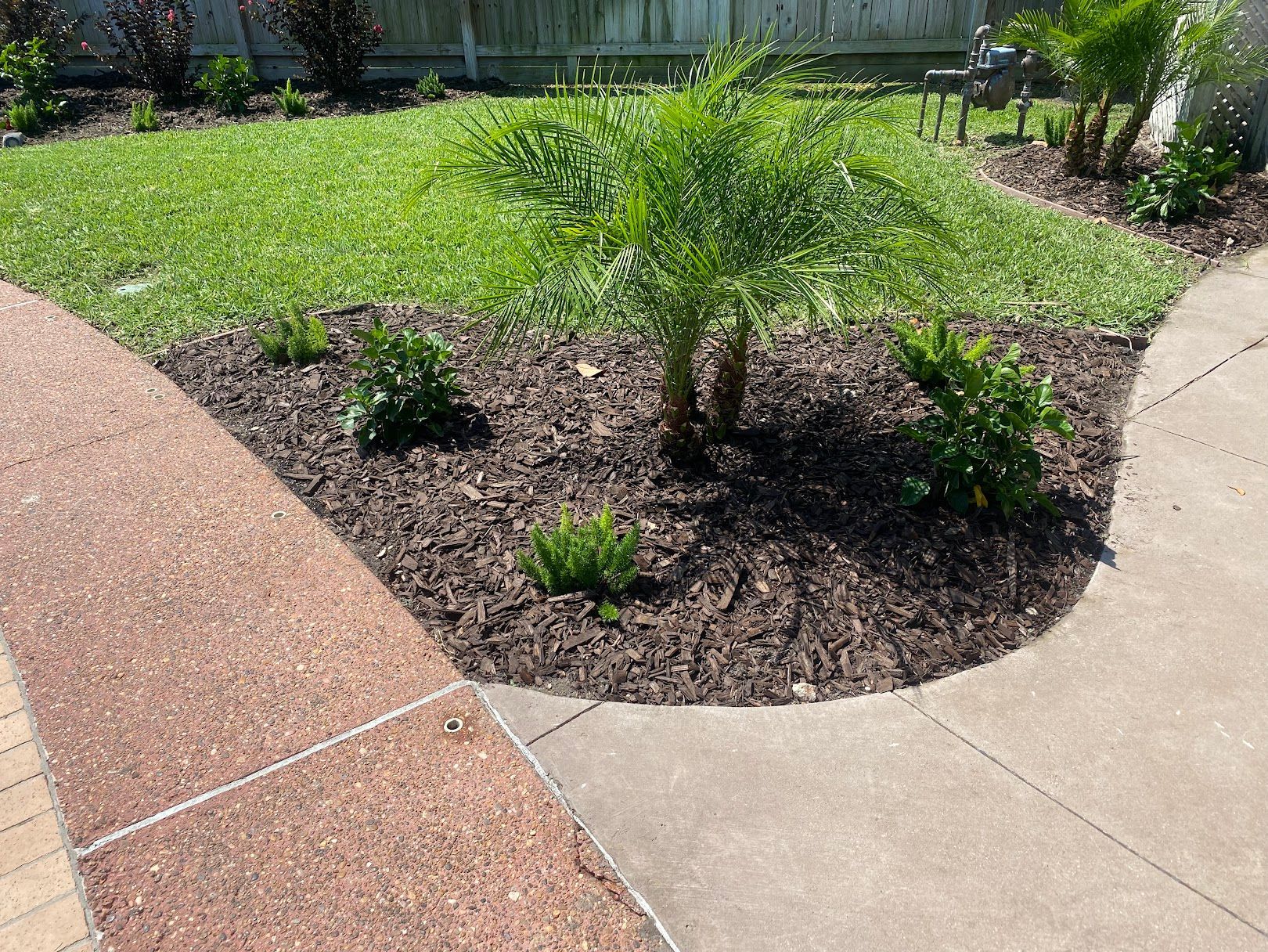 A palm tree is growing in a garden next to a sidewalk.
