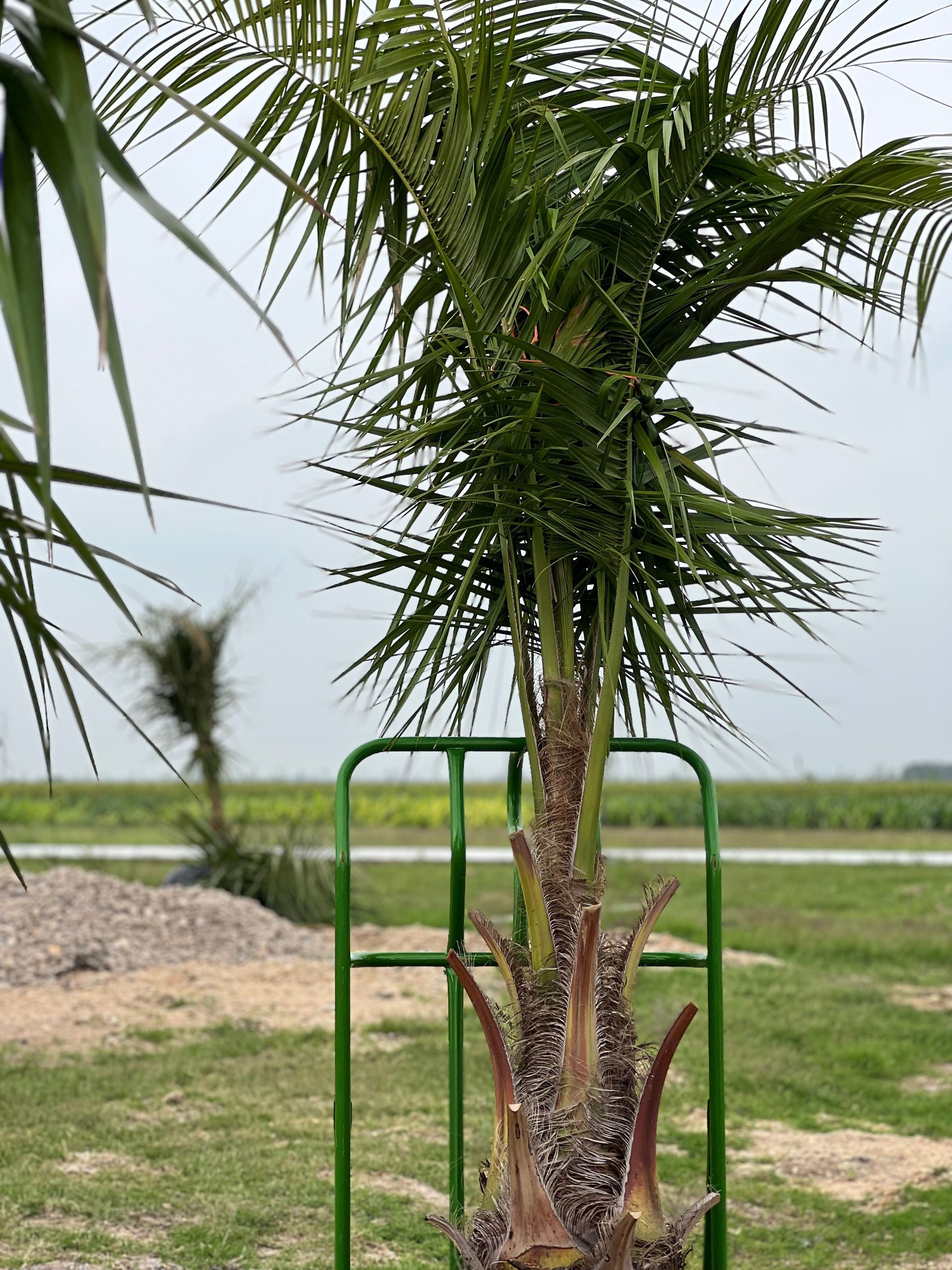 A palm tree is sitting on top of a green stand in a field.