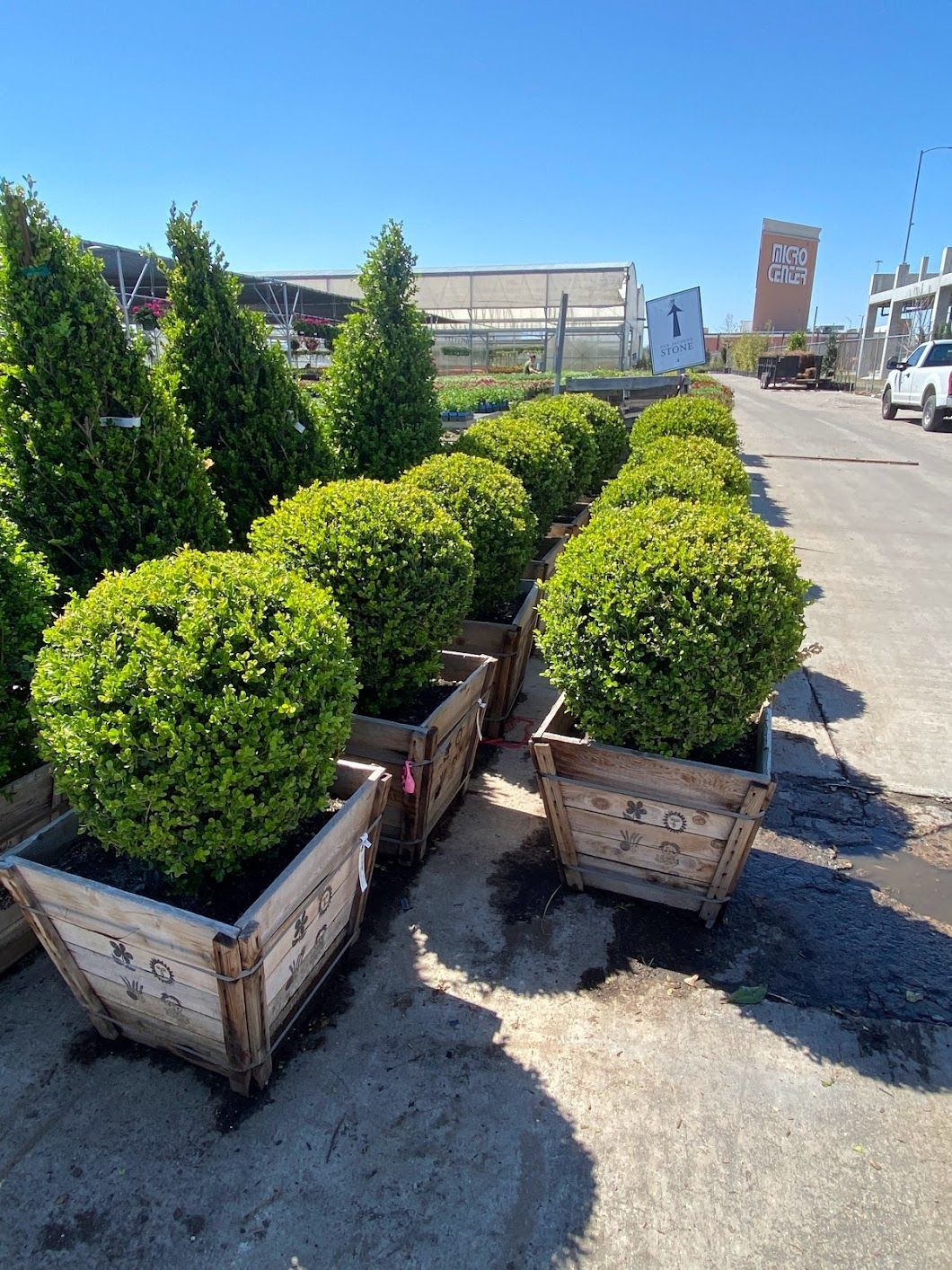 A bunch of potted plants are sitting on the ground in a parking lot.