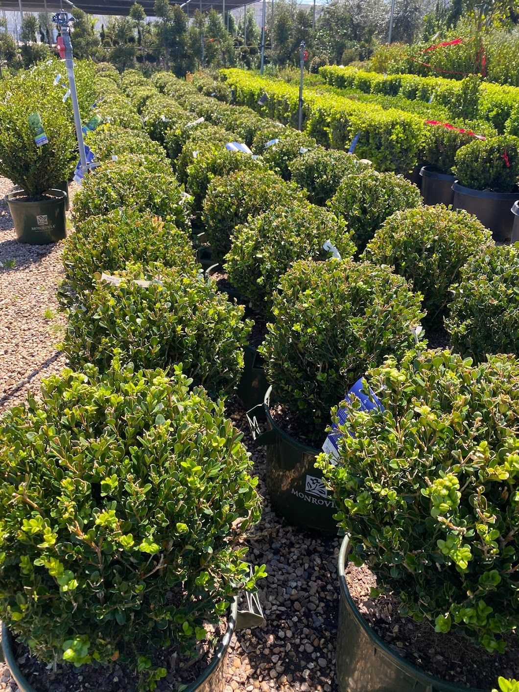 A bunch of potted plants are sitting on the ground in a garden.