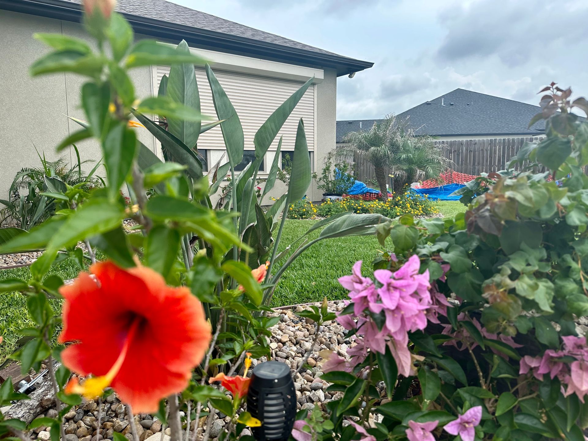 A red flower is growing in a garden in front of a house.