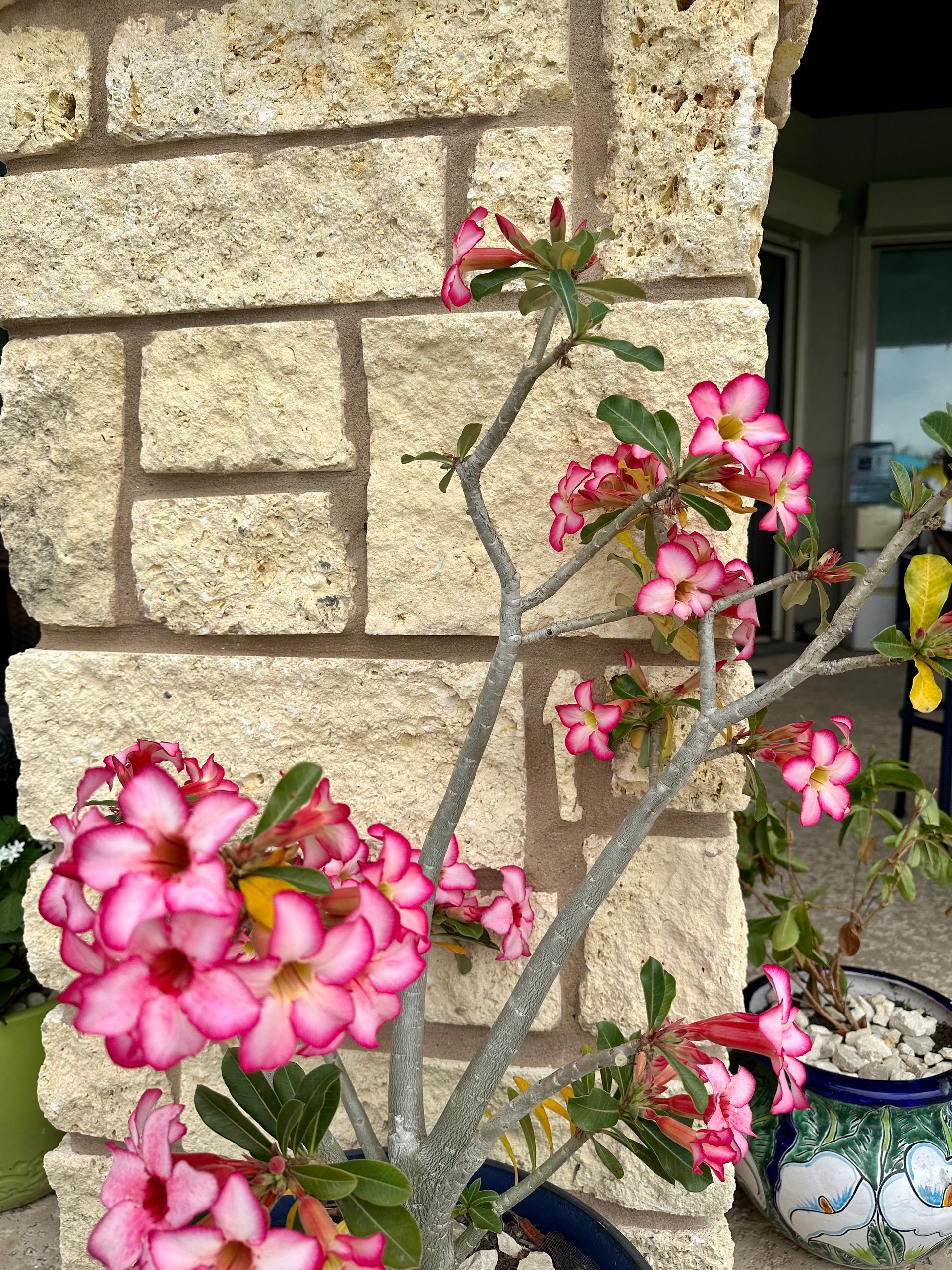 A tree with pink and white flowers is growing in front of a brick wall.