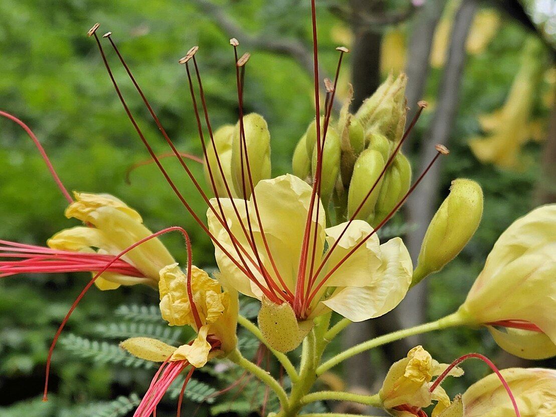 yellow-bird-of-paradise