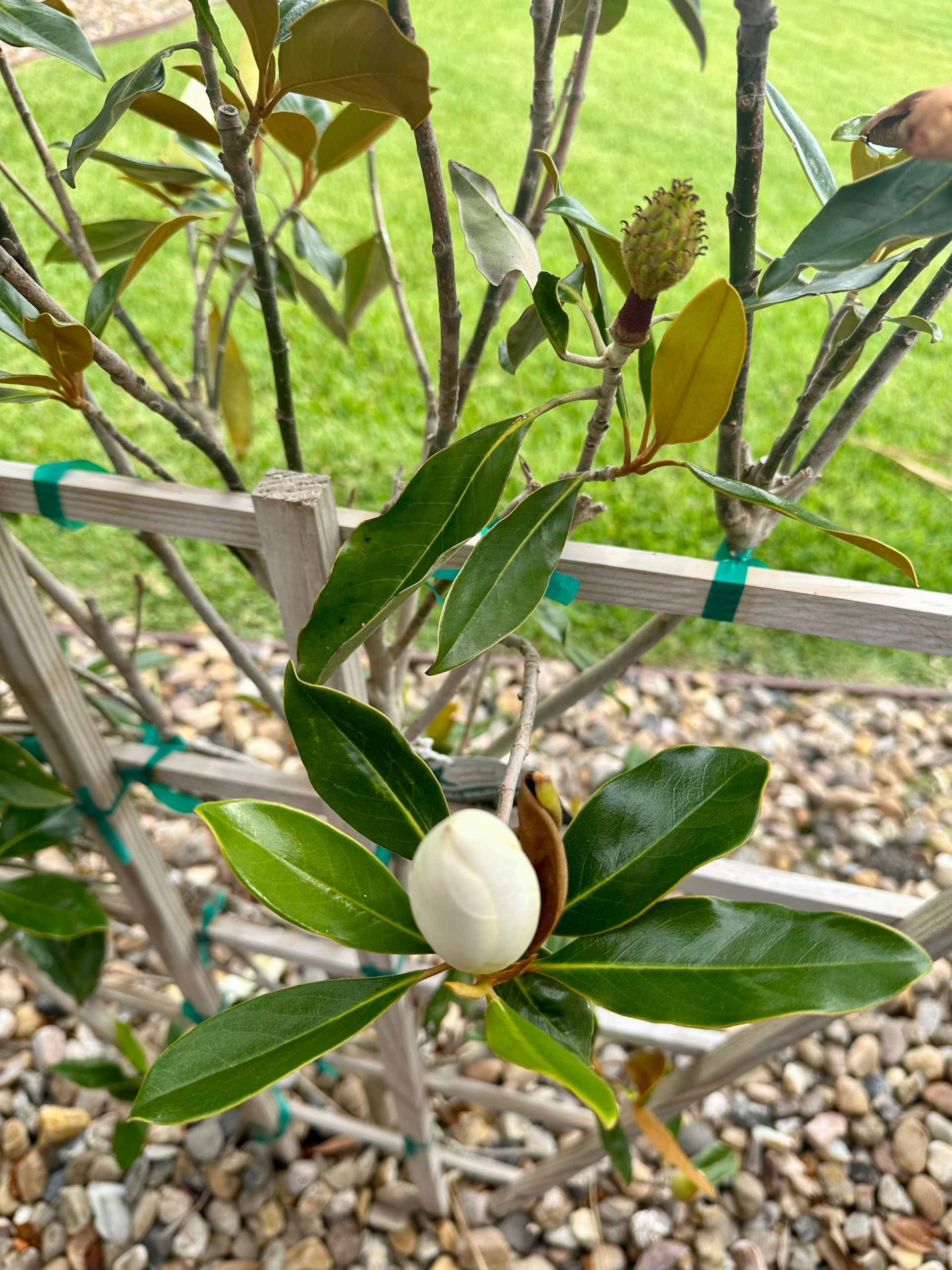 A close up of a magnolia tree with a white flower and green leaves.