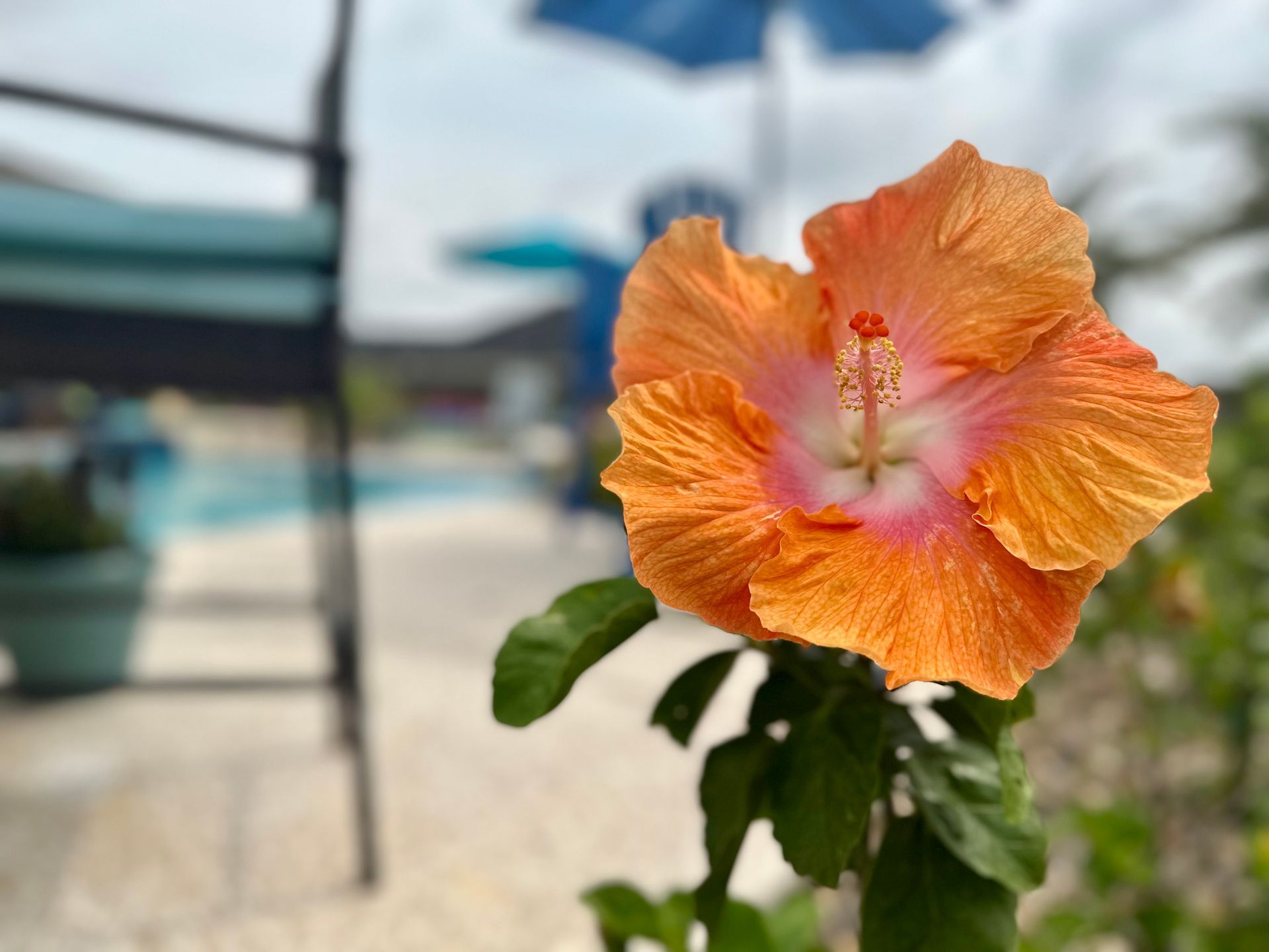 A close up of an orange hibiscus flower with a pool in the background