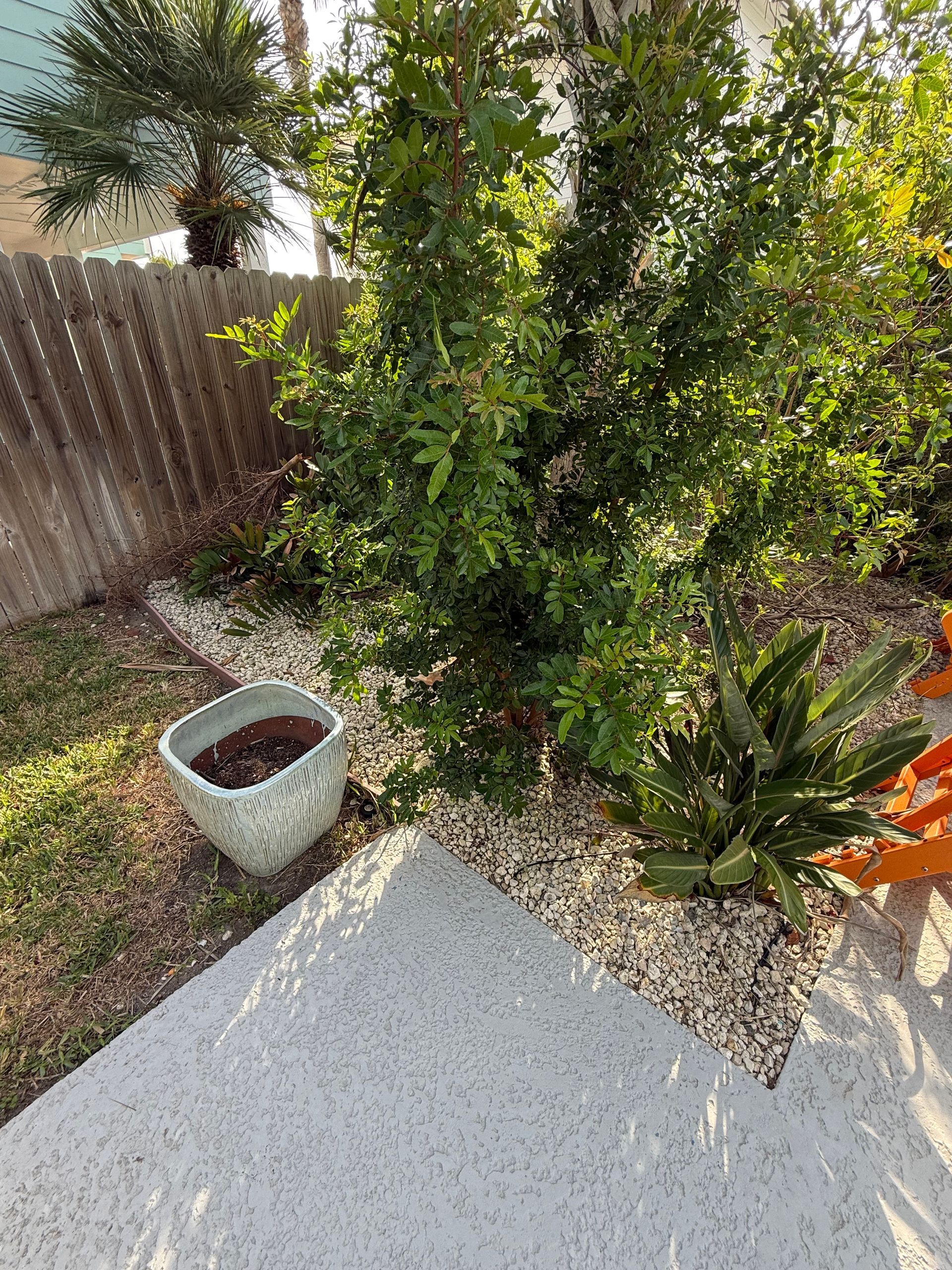 A sunlit backyard garden with a green shrub, a small potted plant, a light-colored patio, and a wooden fence.