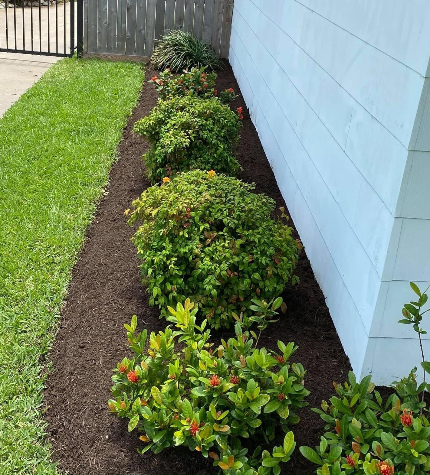 A row of bushes and shrubs along the side of a house