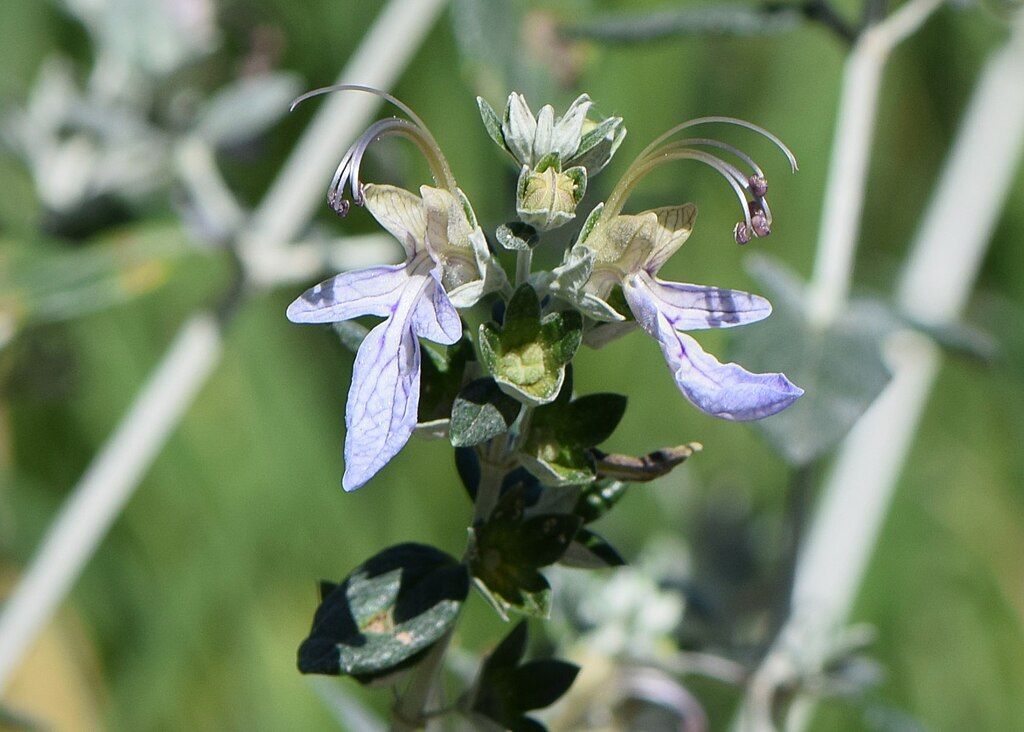 bush-germander