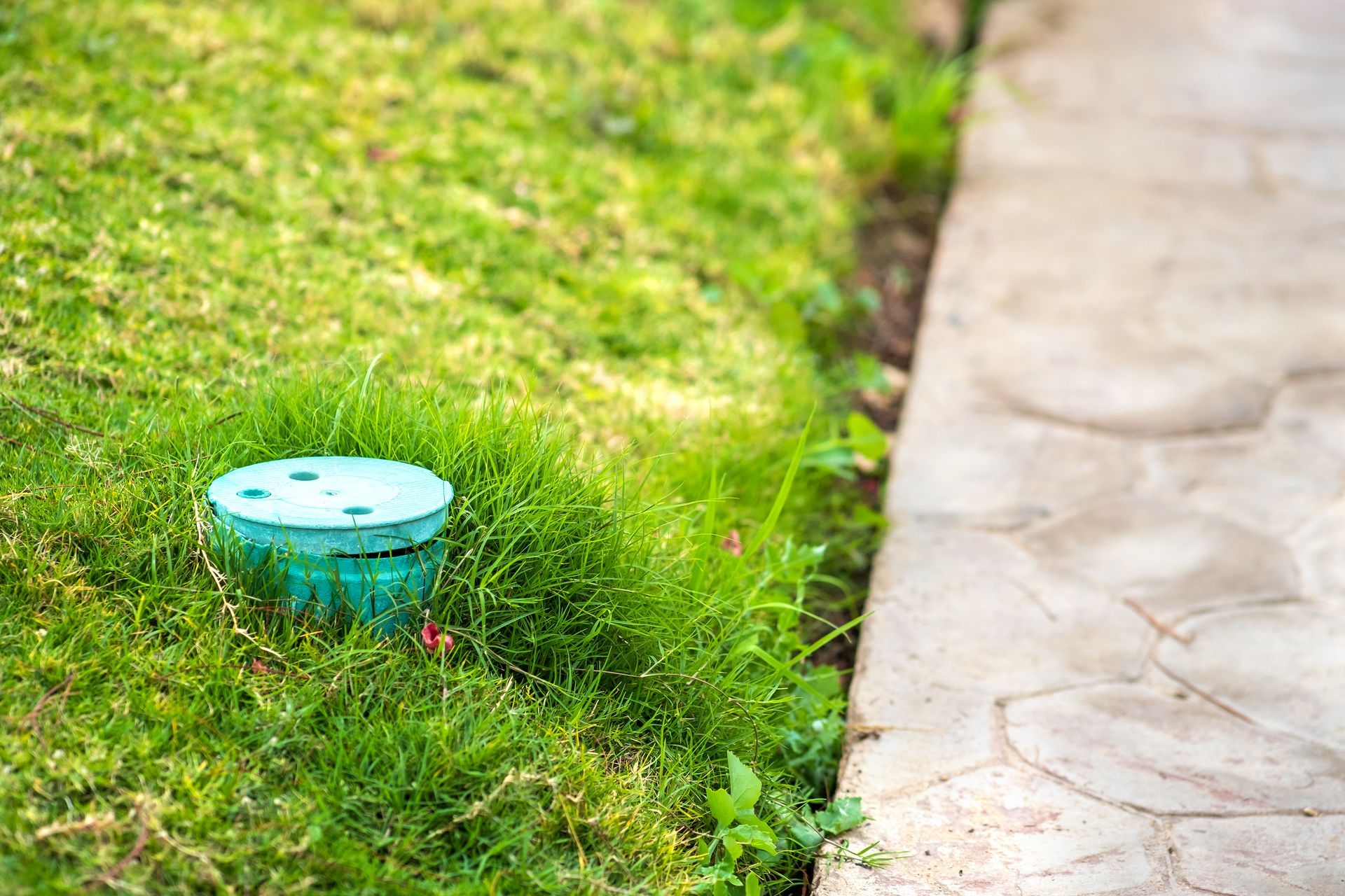 Blue sprinkler head in green grass beside a stone walkway