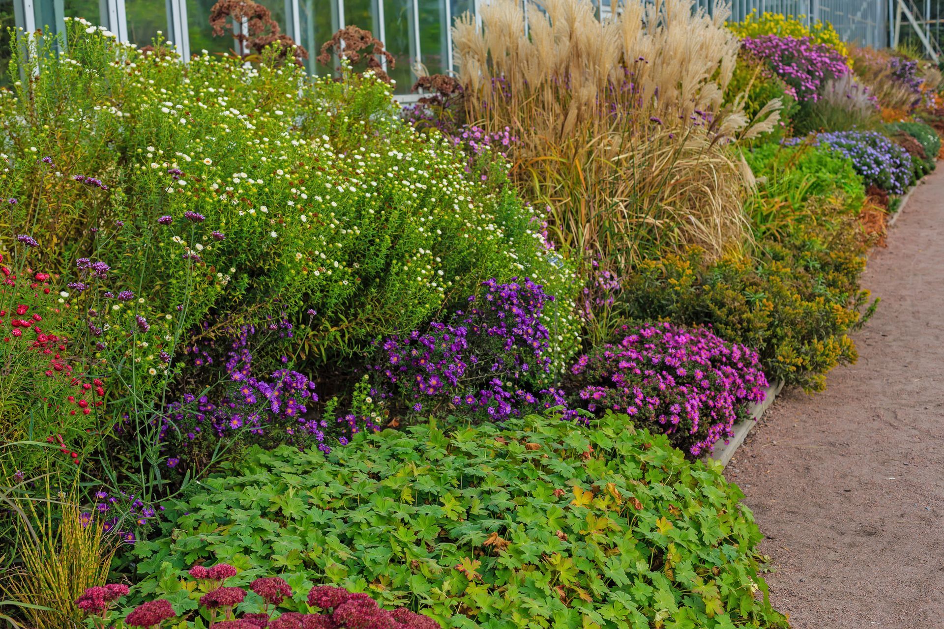 Colorful garden border with purple flowers, tall grasses, and green foliage along a gravel path