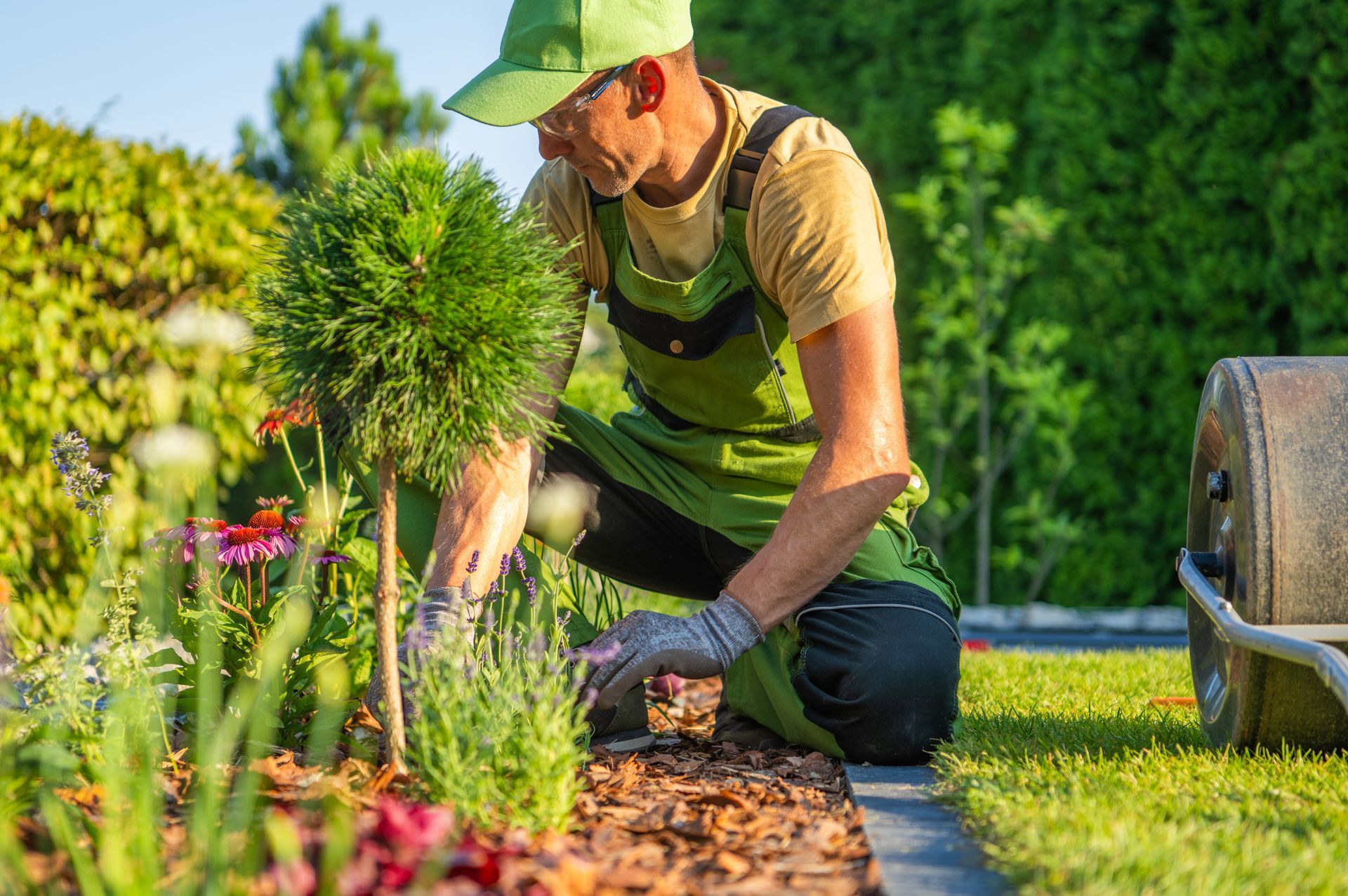 Gardener kneeling in a green yard, planting shrubs and tending mulch beside a wheelbarrow